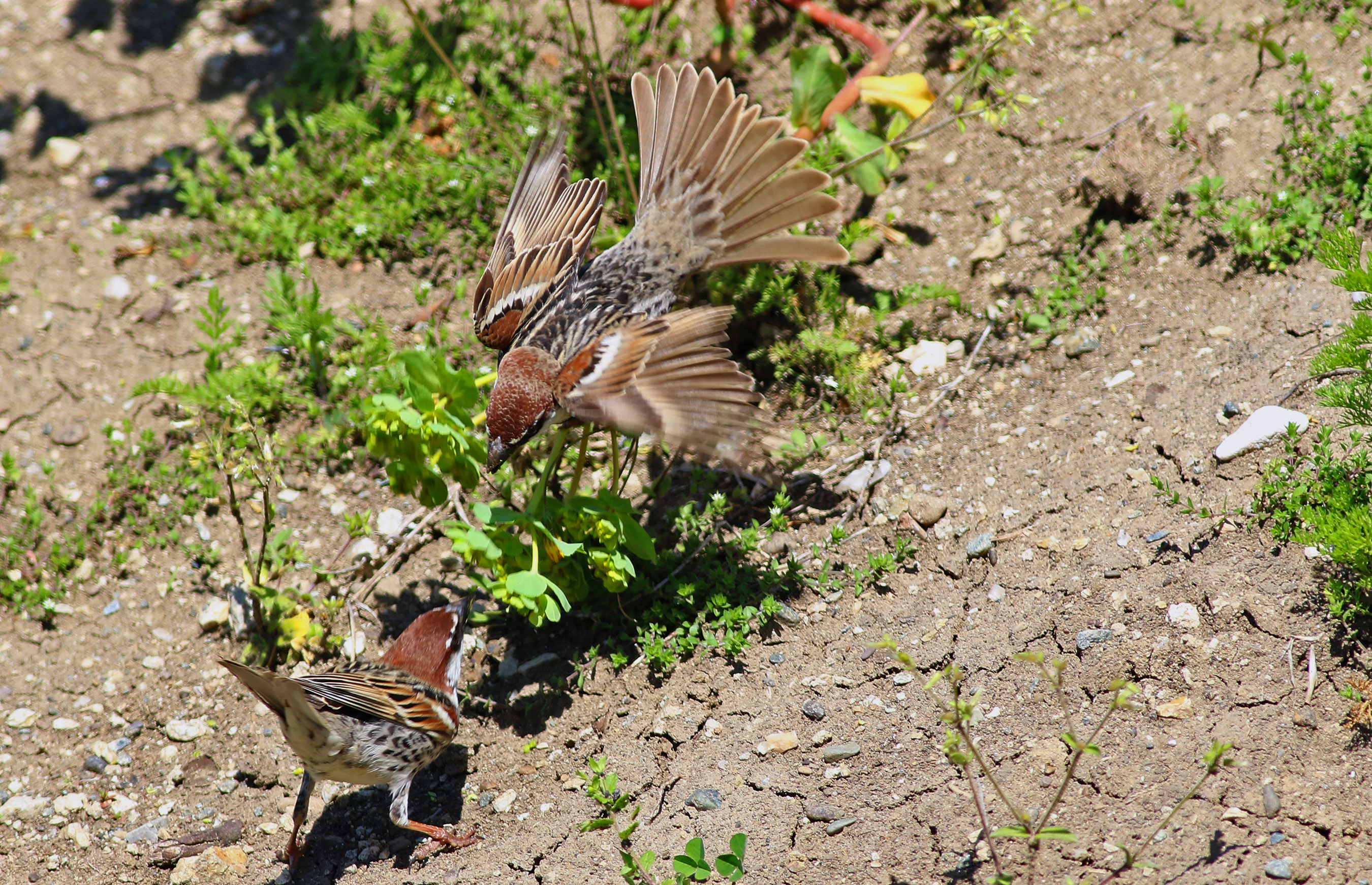 Spanish Sparrow — Ana fotoğraf